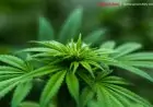 Popular Portable Street Gadgets People Carry in Their Pockets – from Weed Vaporizers to Pocket Translators!