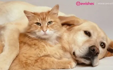 Some of The Most Interesting Differences Between Cat Breeds and Dog Breeds