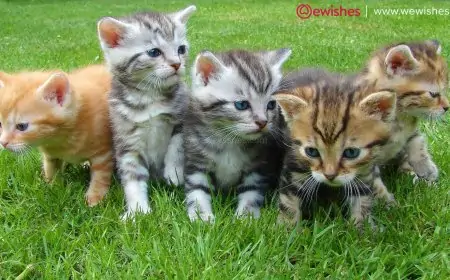 5 Crucial Things to Look for When Choosing a Vet