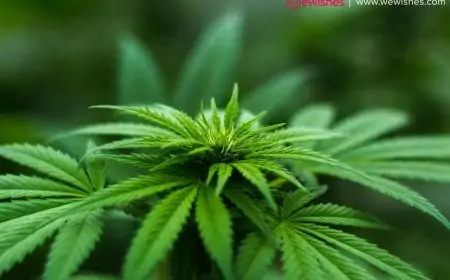 Popular Portable Street Gadgets People Carry in Their Pockets – from Weed Vaporizers to Pocket Translators! Popular Portable Street Gadgets People Carry in Their Pockets – from Weed Vaporizers to Pocket Translators!