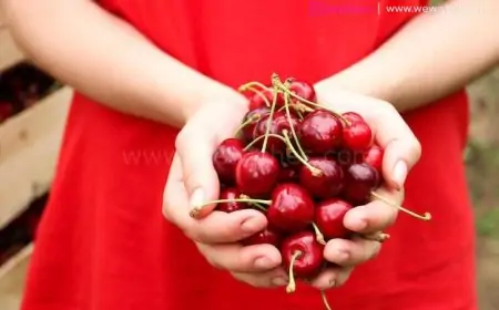 Happy National Cherry Day 2024 Wishes, Quotes, History, Significance, Health Benefits to Share