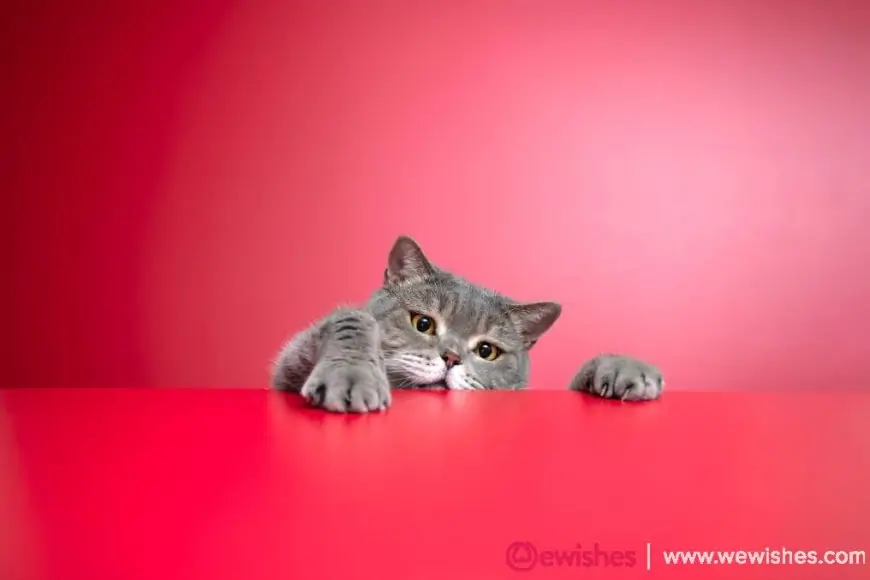International Cat Day 2025 Quotes and  Memes That'll Speak To Your Cat-Loving Soul