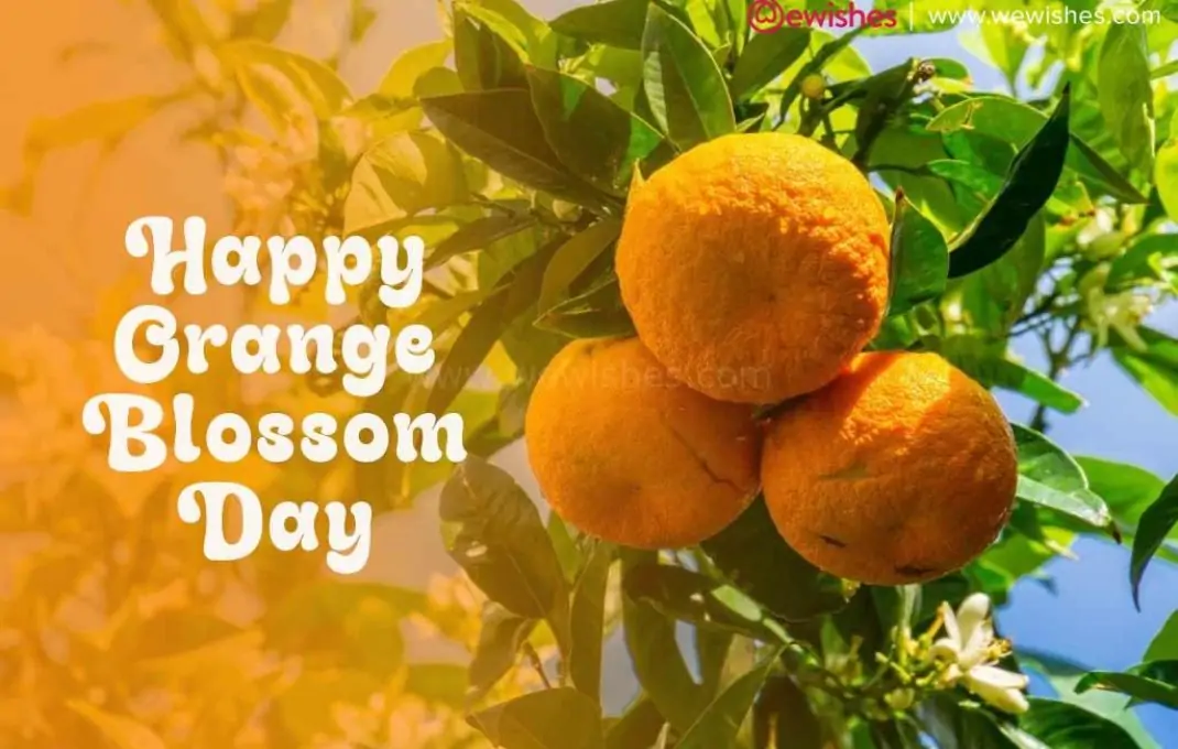 Happy Orange Blossom Day (2024) - Know Amazing Facts How Orange Benefits Skin and Health