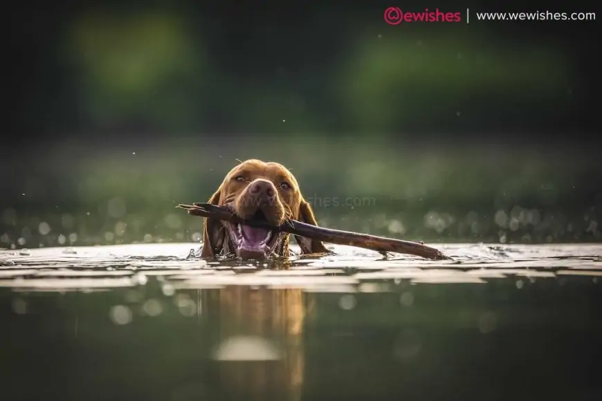 3 Common Dog Injuries and When to Visit the Vet for Them