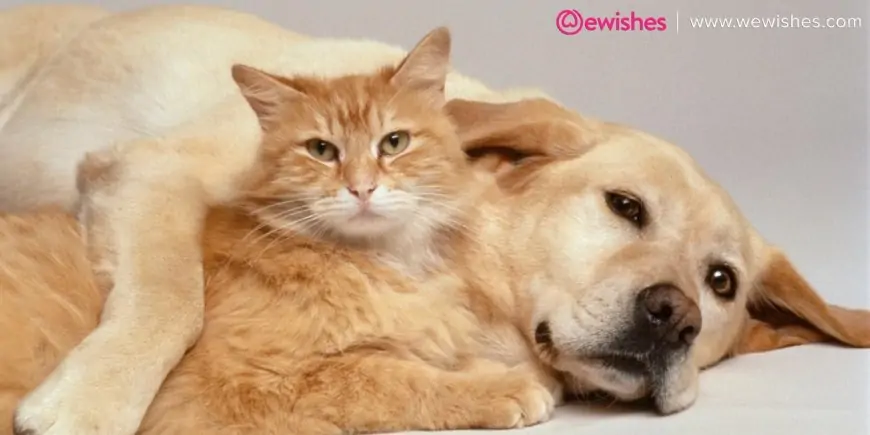 Some of The Most Interesting Differences Between Cat Breeds and Dog Breeds