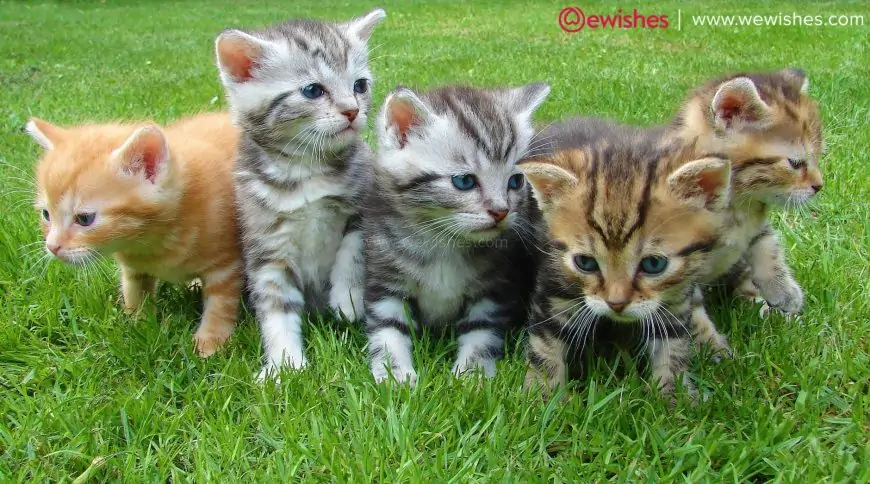 5 Crucial Things to Look for When Choosing a Vet