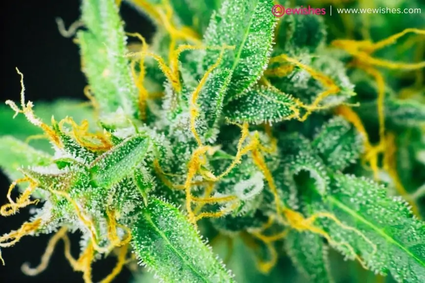 Terms of Flower to Know About