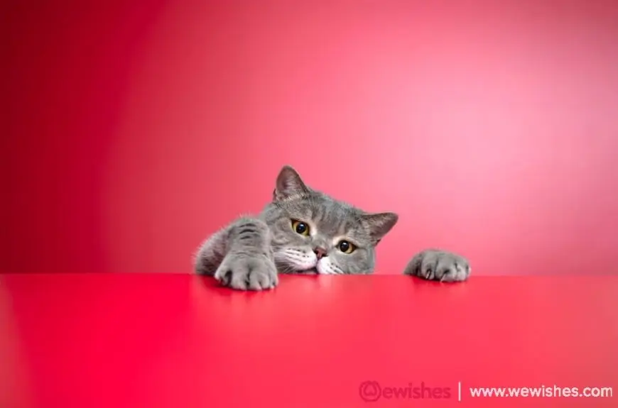 International Cat Day 2025 Quotes and  Memes That'll Speak To Your Cat-Loving Soul