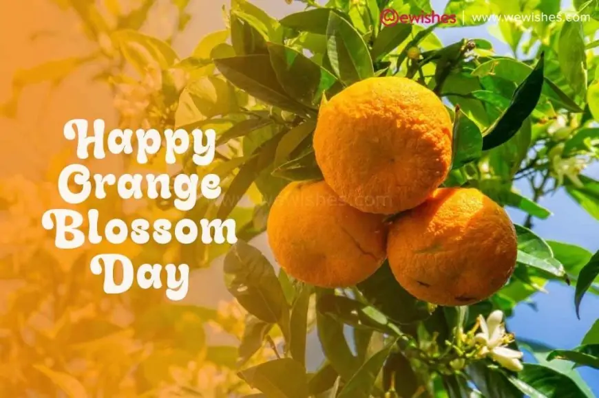 Happy Orange Blossom Day (2024) - Know Amazing Facts How Orange Benefits Skin and Health