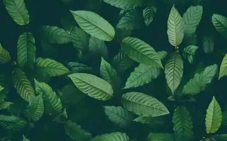 Finding Your Perfect Match: How to Determine the Best Kratom Strain for You Finding Your Perfect Match: How to Determine the Best Kratom Strain for You