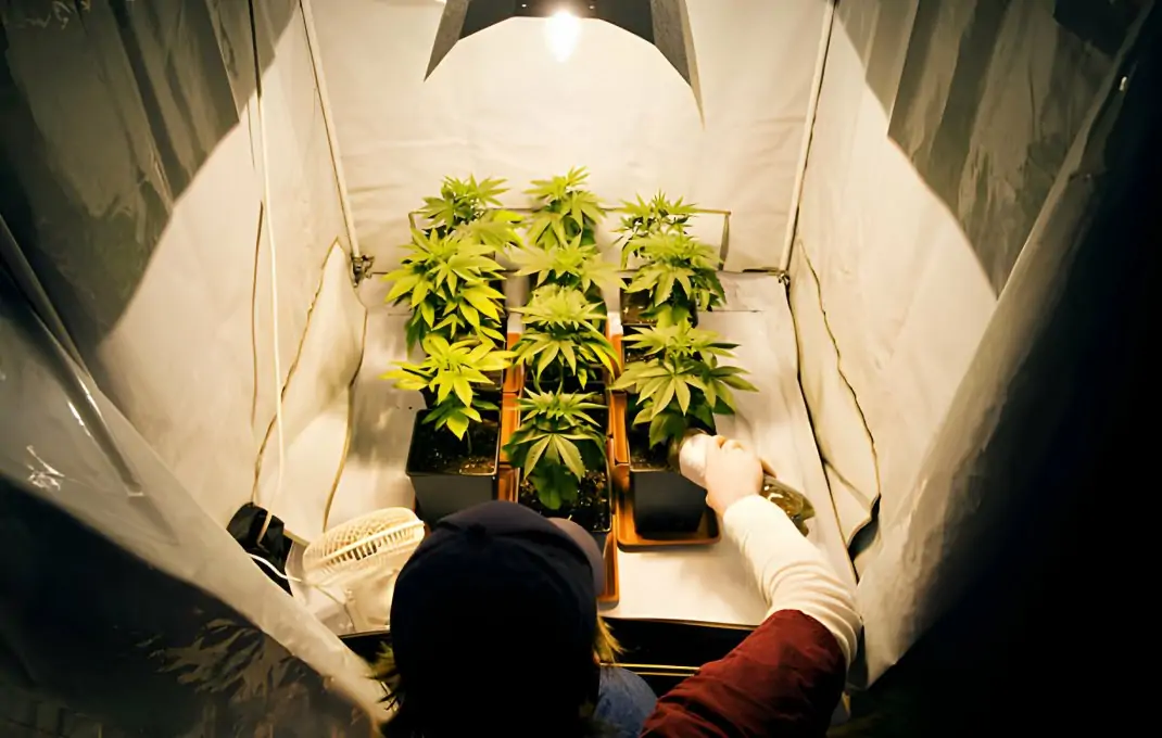 Your Ultimate Guide to Growing Weed