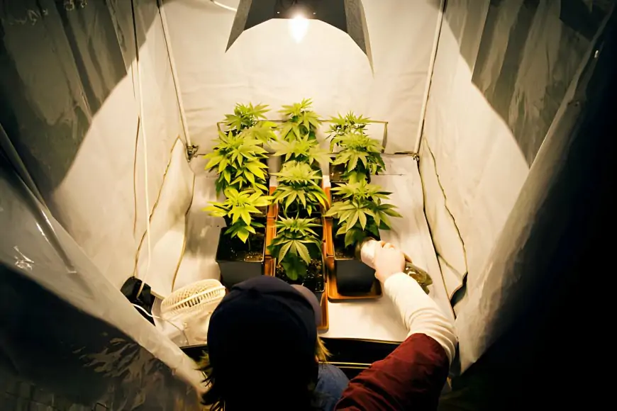 Your Ultimate Guide to Growing Weed