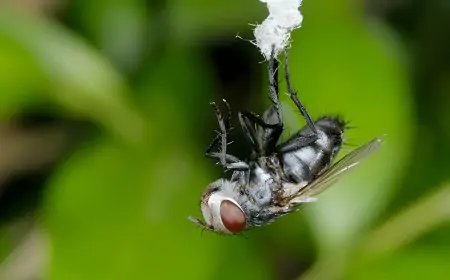 The Dangers of Neglecting Fly and Pest Control in Your Home