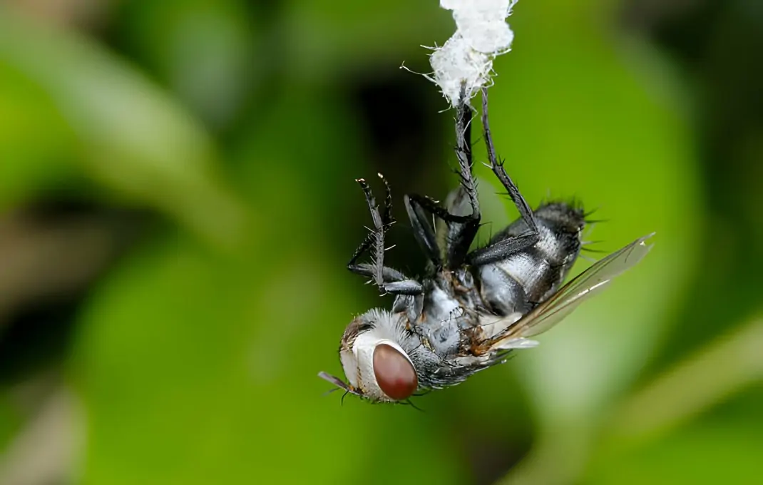 The Dangers of Neglecting Fly and Pest Control in Your Home
