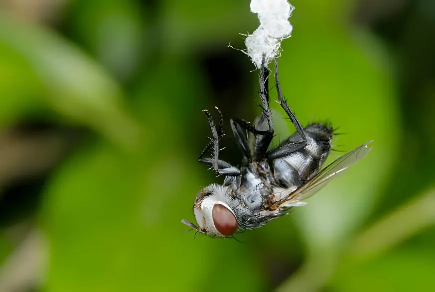 The Dangers of Neglecting Fly and Pest Control in Your Home