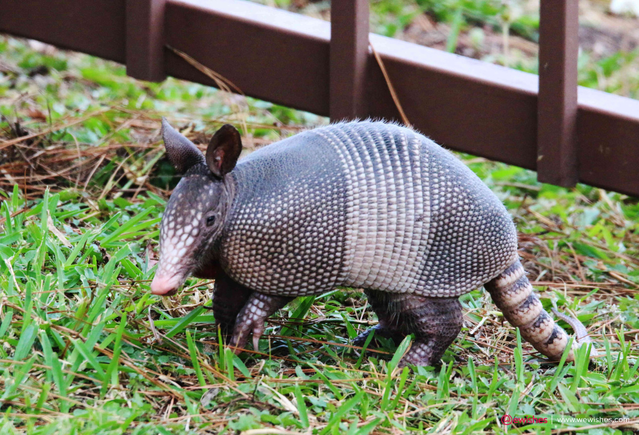 How To Get Rid Of Armadillos Fast