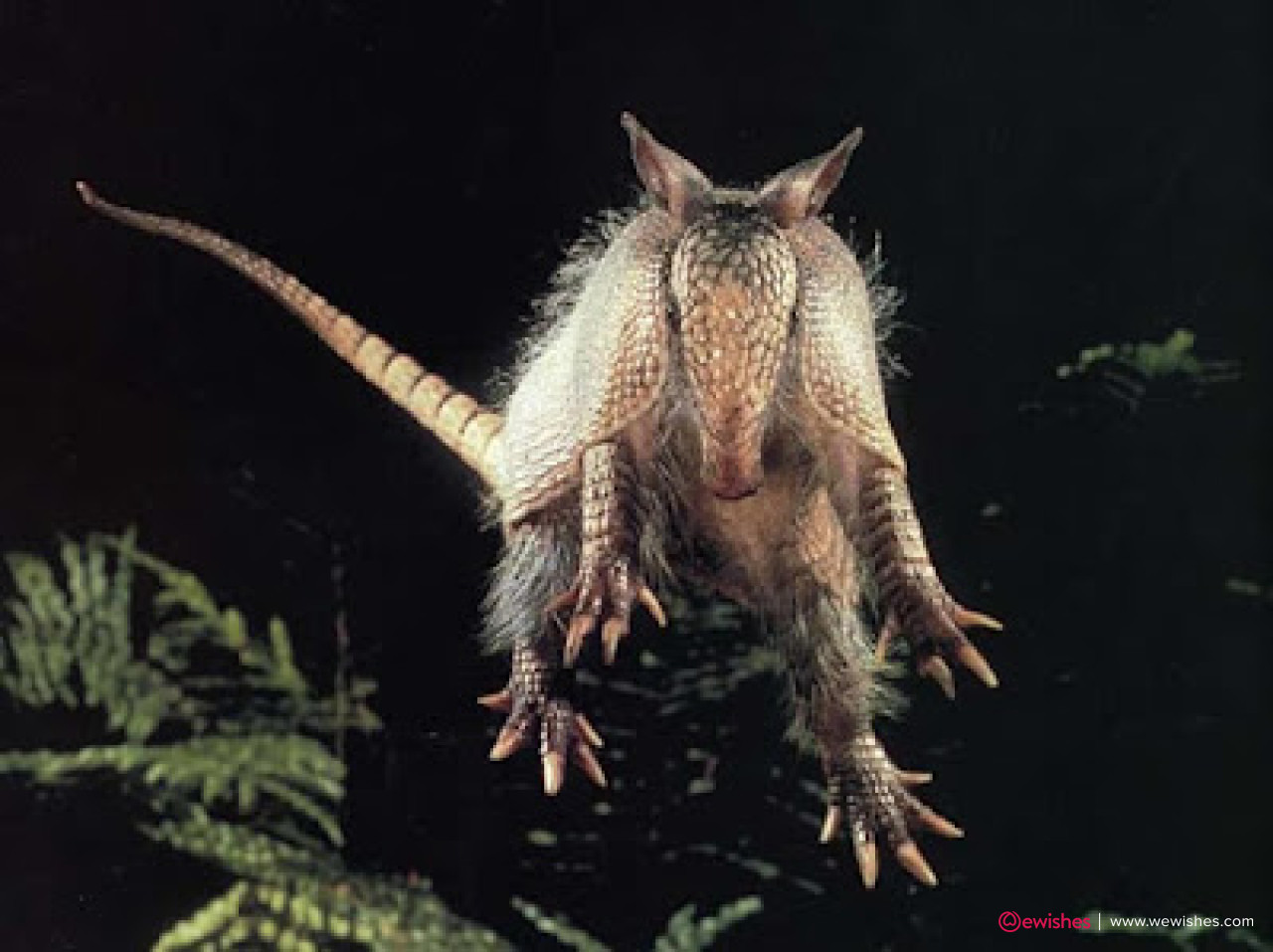 How To Get Rid Of Armadillos Fast1783493265 3063fe