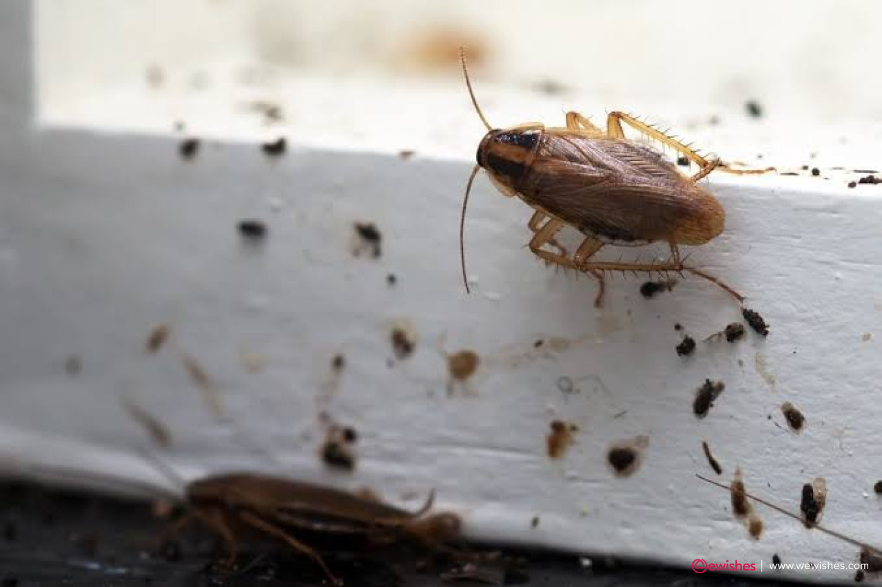 How To Get Rid Of Cockroaches