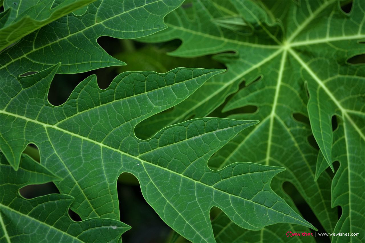 Can Papaya Leaf Juice Help Cure Dengue Fever? Here's What Science Says!