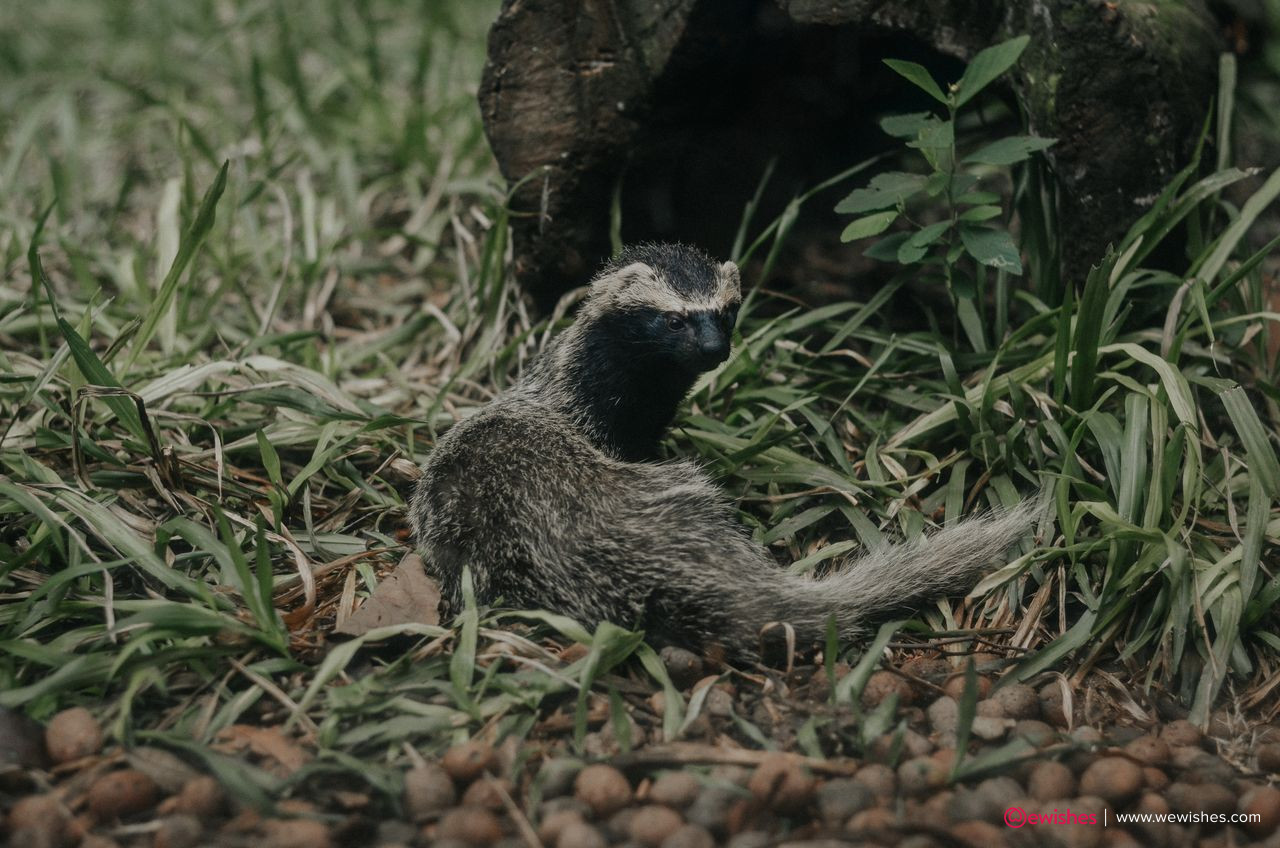 How to Get Rid of Skunks