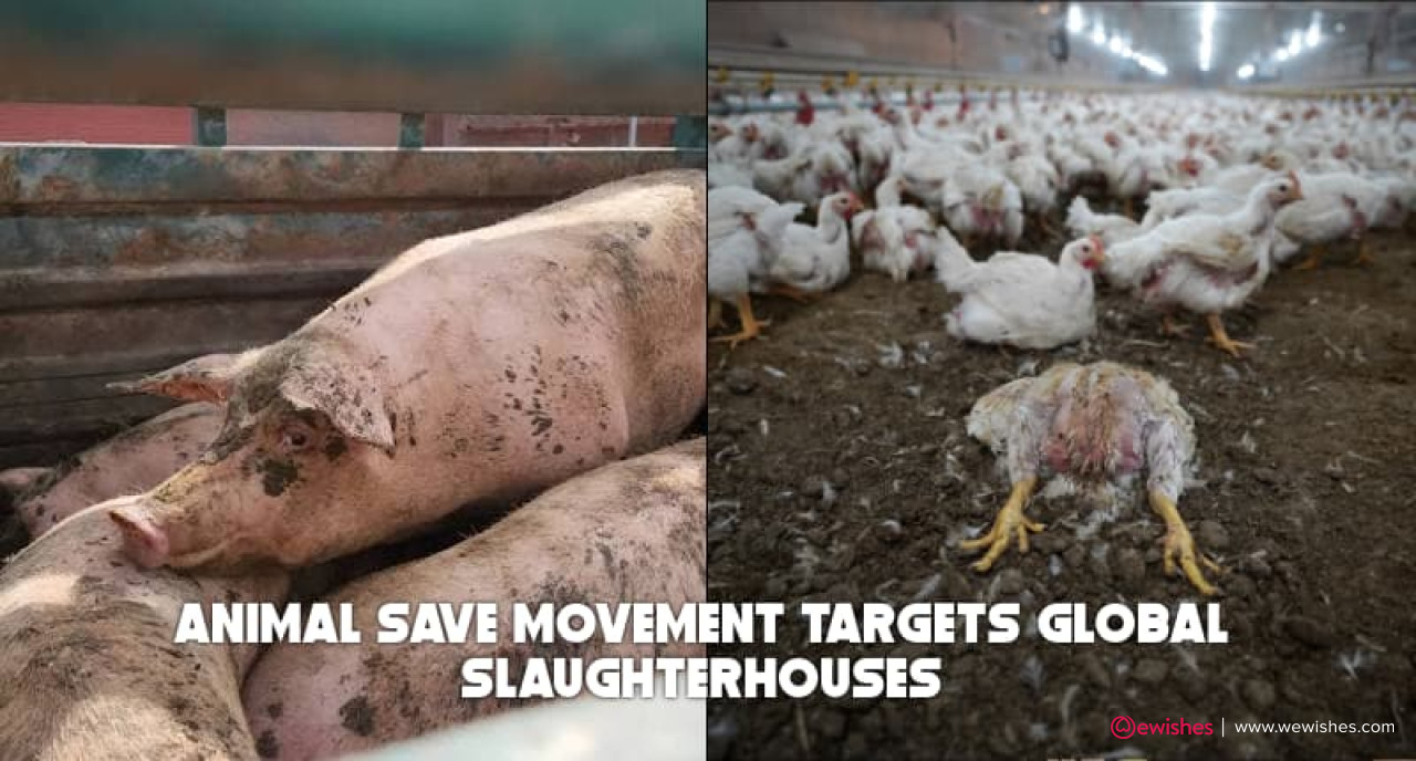 Animal Save Movement Targets Global Slaughterhouses