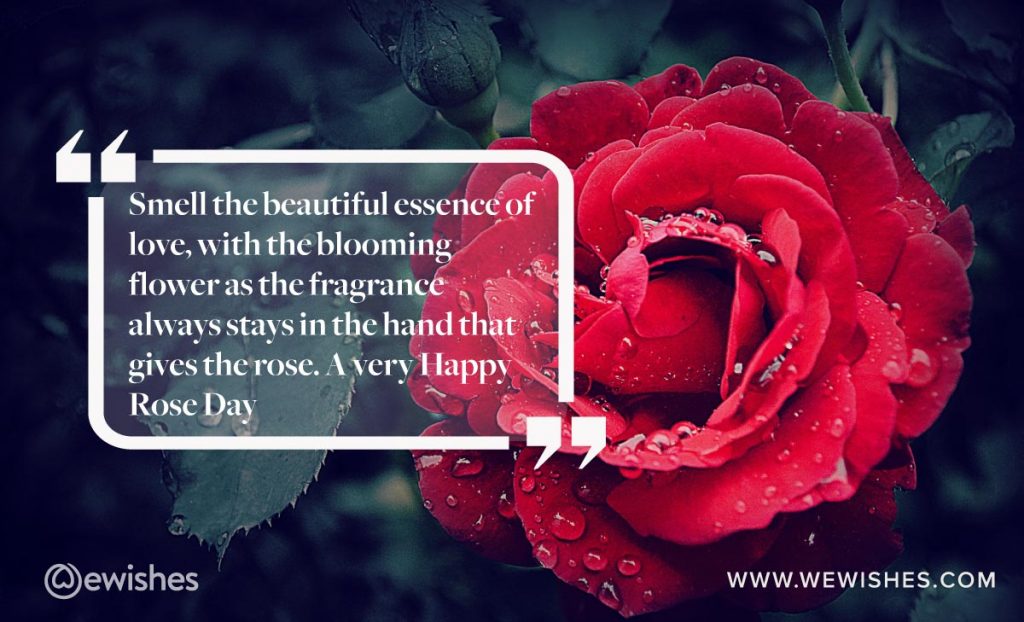 Best Rose Day Quotes, whatsapp quotes
