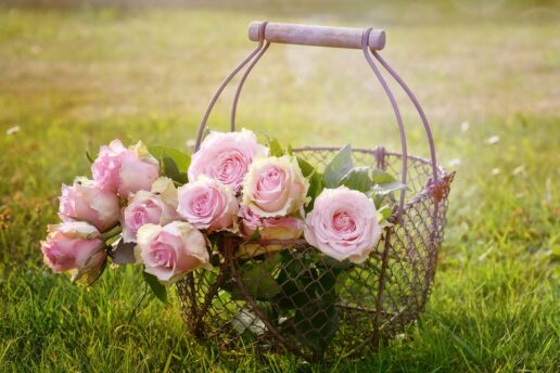 Romantic roses flower For Your Loved one