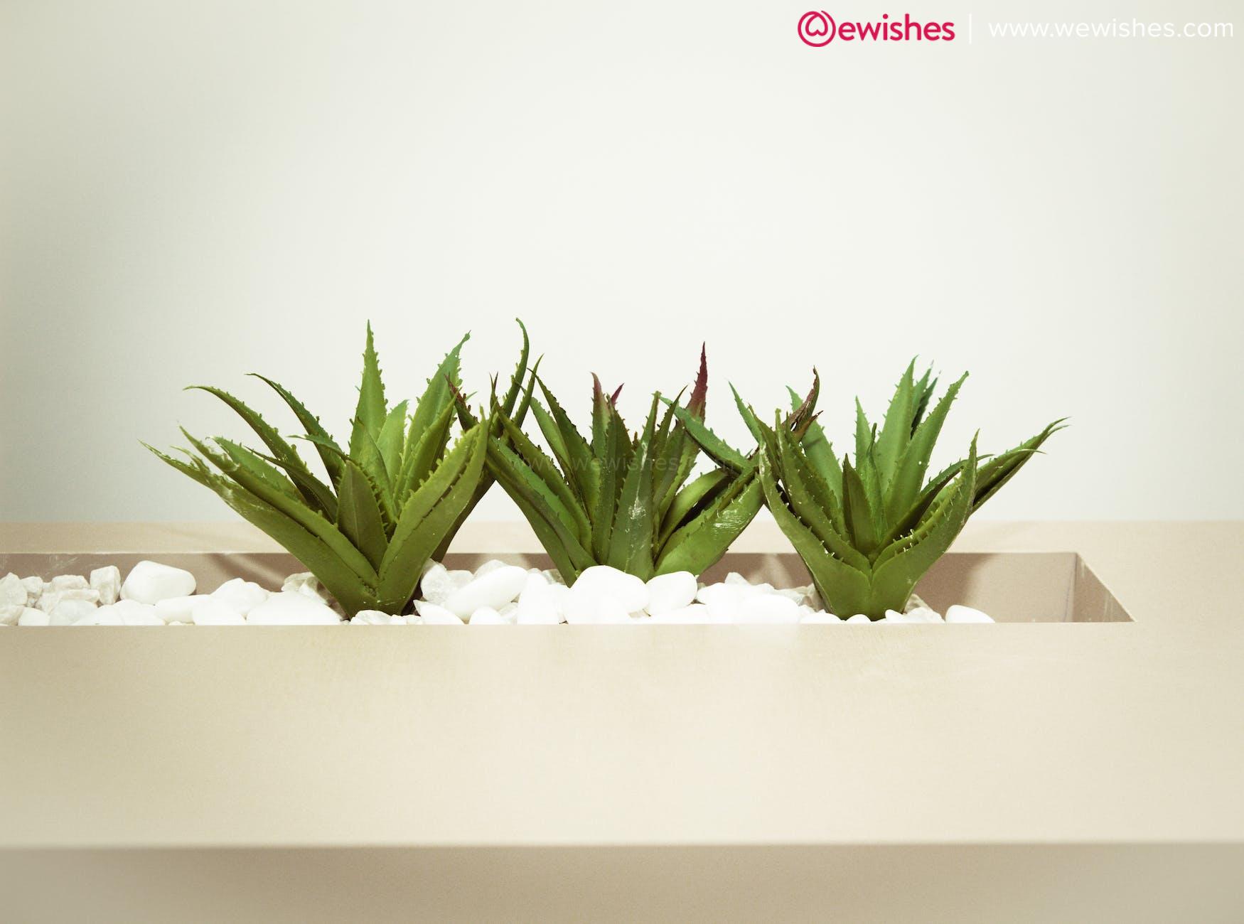 three green aloe vera plants